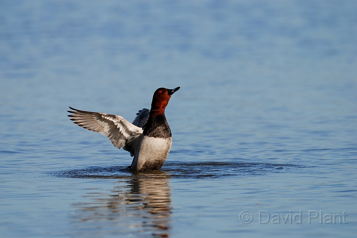 Pochard male - G.jpg - Pochard, male - Slimbridge